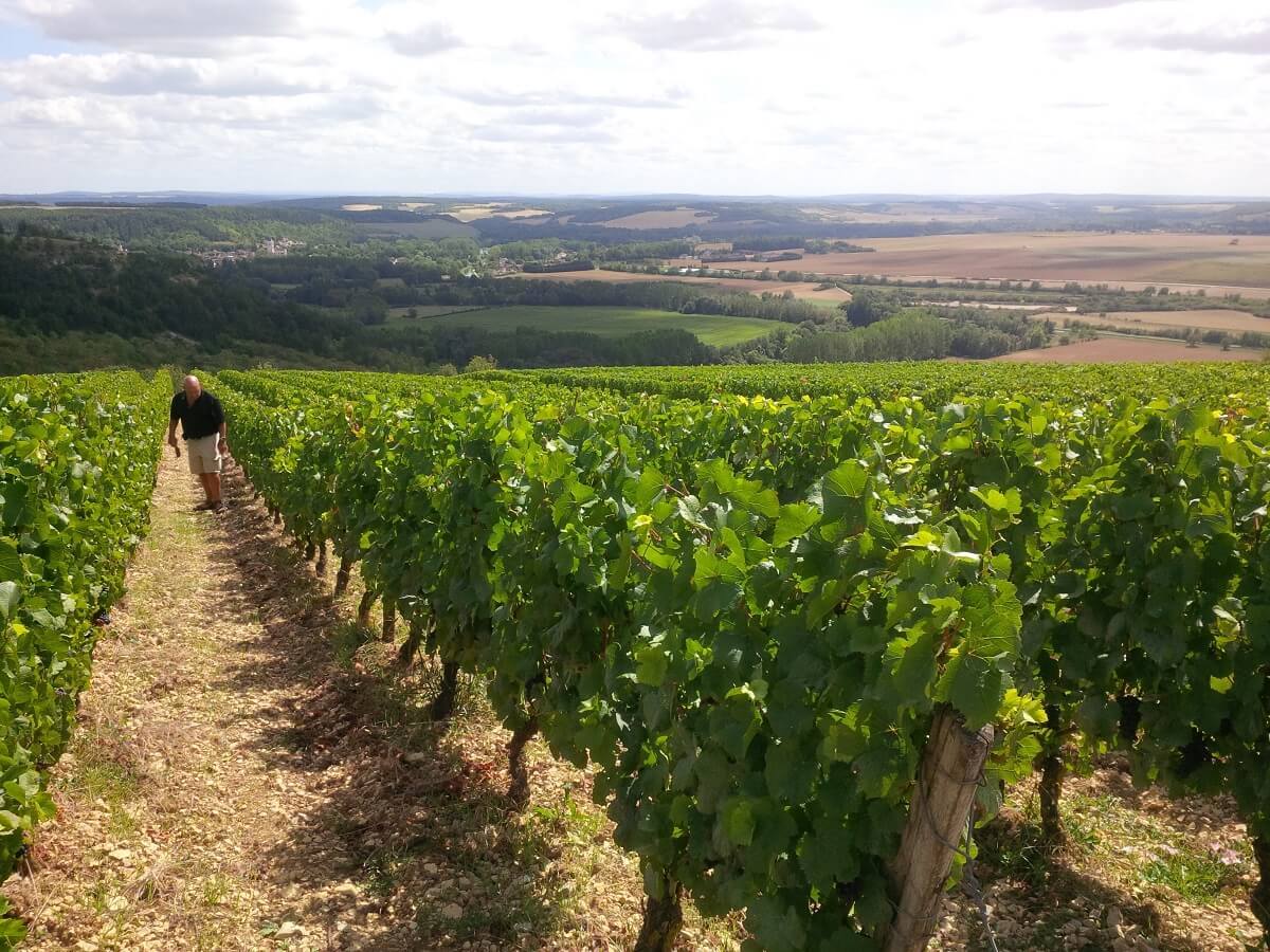 Tour The famous Burgundy Vineyards.